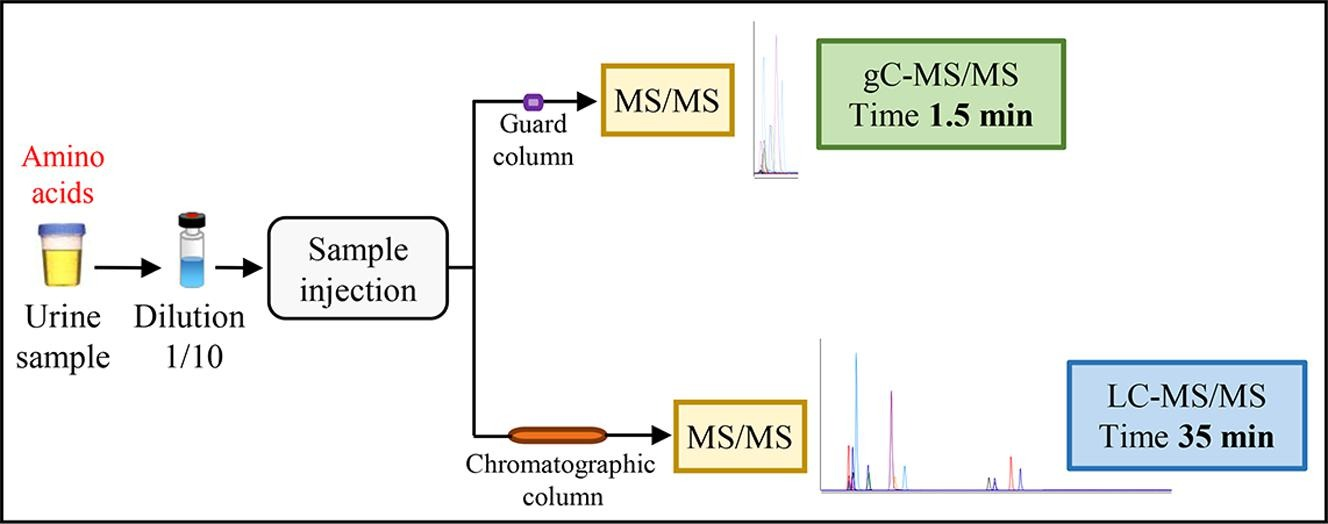 Rapid and reliable analysis of underivatized amino acids in urine using tandem mass spectrometry