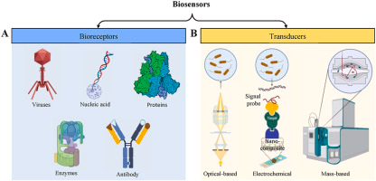 Advances, limitations, and prospects of biosensing technology for detecting phytopathogenic bacteria