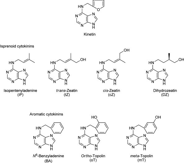 Kinetin diagram