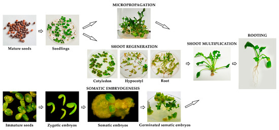 Schematic representation of three different pathways for in vitro propagation of the rocket variety Domaća rukola.