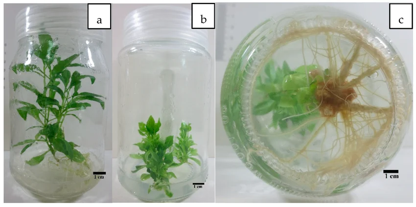 In vitro plant micropropagation protocol of L. schweinfurthii: (a) aseptic seedling; (b) shoot formation after five weeks of culture on MS medium supplemented with 0.4 mg L⁻¹ Kinetin; (c) roots formed on MS medium fortified with 0.4 mg L⁻¹ IBA (indole-3-butyric acid).