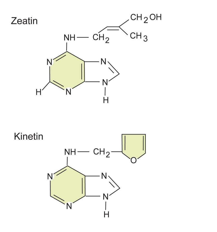 Cytokinins are important for controlling cell division in plants. Naturally occurring cytokinins include zeatin and isopentenyladenine while kinetin and benzyladenine are the most common synthetic cytokinins.