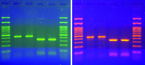 Midori Green Direct DNA Stain