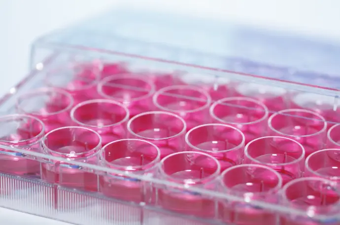 Equine IL-10 ELISA Kit